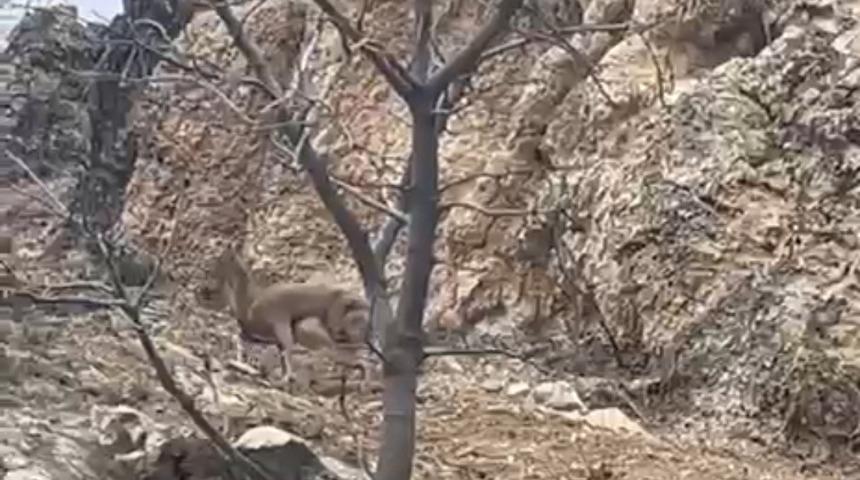Elazığ&rsquo;da 3 ayaklı yaban ke&ccedil;isi azmiyle şaşırttı