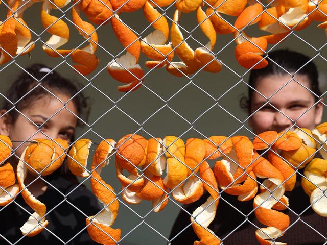 Tazesi 20 TL, kurutulmuş kabuğu 65 TL!