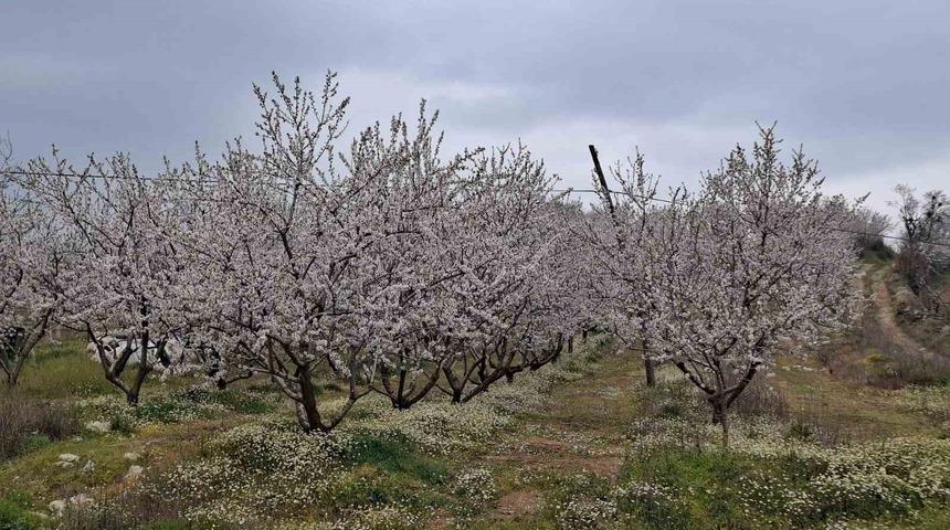 Erken &ccedil;i&ccedil;ek a&ccedil;an ağa&ccedil;lar don tehlikesiyle karşı karşıya