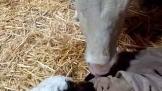 Bayram sabahı doğan buzağıyı görünce türküler söyledi