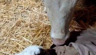 Bayram sabahı doğan buzağıyı g&ouml;r&uuml;nce t&uuml;rk&uuml;ler s&ouml;yledi