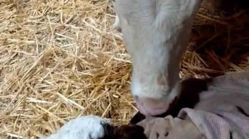 Bayram sabahı doğan buzağıyı g&ouml;r&uuml;nce t&uuml;rk&uuml;ler s&ouml;yledi