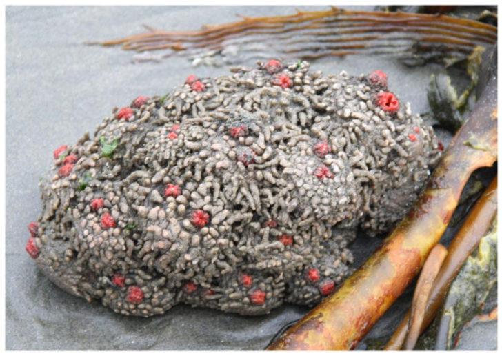 Hiç birinin canavardan farkı yok! Derin mavinin korkunç yüzü G2