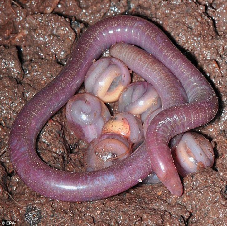 Chikilidae
