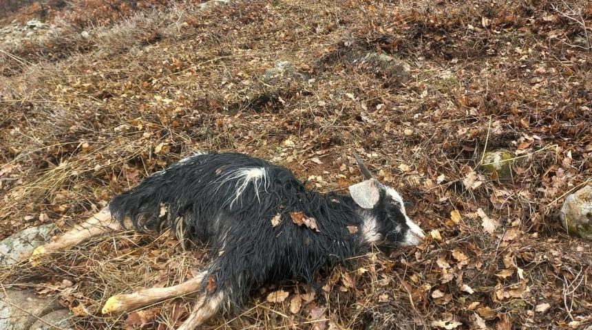 Ağıldan ka&ccedil;an k&uuml;&ccedil;&uuml;kbaş hayvanları kurtlar par&ccedil;aladı