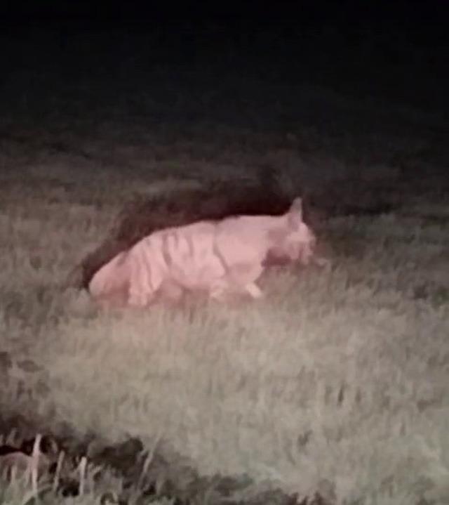 Adıyaman&rsquo;da &ccedil;izgili sırtlan g&ouml;r&uuml;ld&uuml; 1