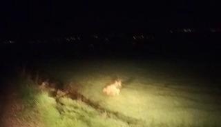 Adıyaman&rsquo;da &ccedil;izgili sırtlan g&ouml;r&uuml;ld&uuml;