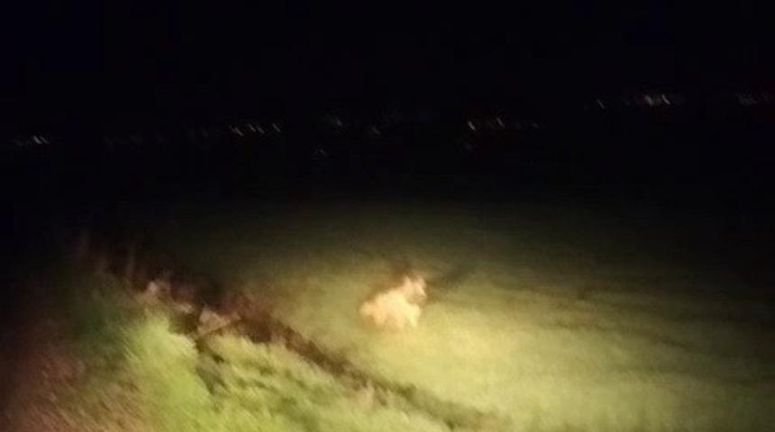 Adıyaman&rsquo;da &ccedil;izgili sırtlan g&ouml;r&uuml;ld&uuml;