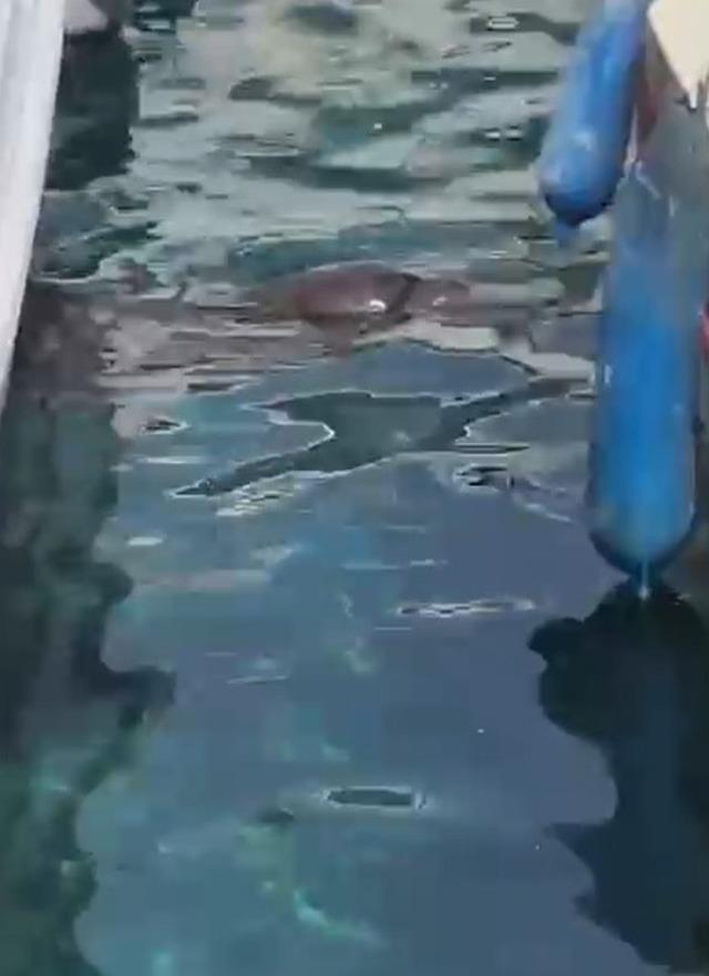 Akyarlar’da yavru Akdeniz foku ilgi odağı oldu 1