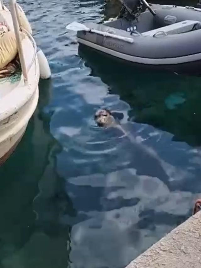 Akyarlar’da yavru Akdeniz foku ilgi odağı oldu 2