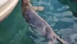 Akyarlar&rsquo;da yavru Akdeniz foku ilgi odağı oldu