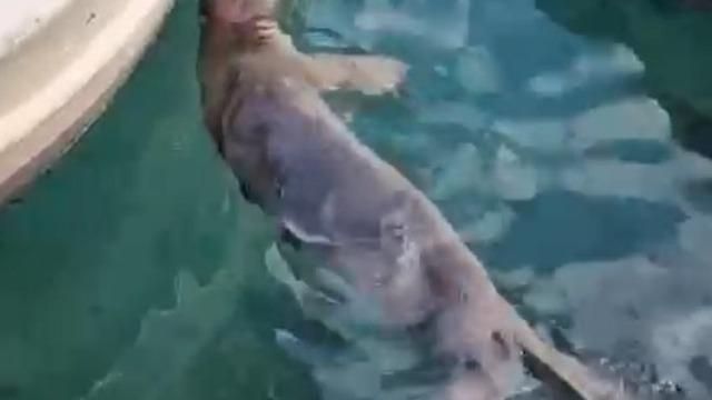 Akyarlar’da yavru Akdeniz foku ilgi odağı oldu