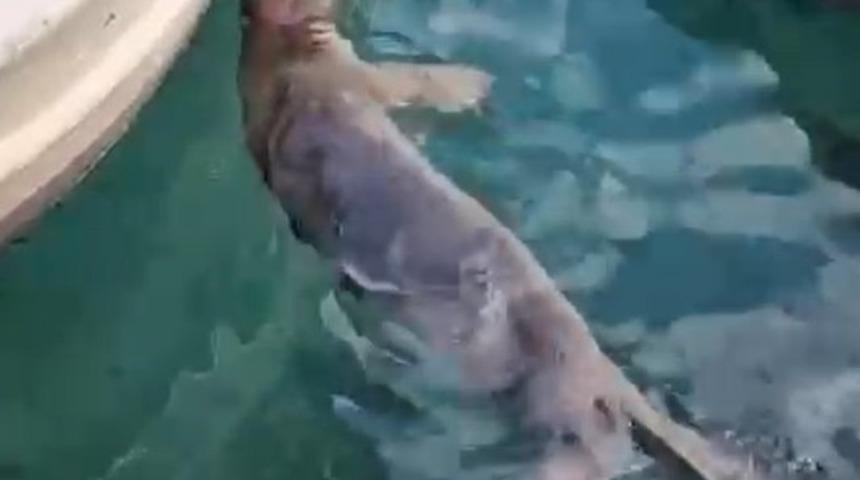 Akyarlar&rsquo;da yavru Akdeniz foku ilgi odağı oldu