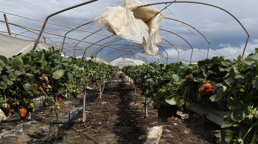 Silifke&rsquo;de hortum seraları yerle bir etti