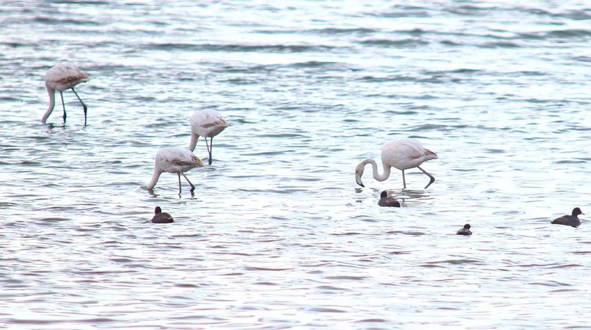 Flamingolar Van G&ouml;l&uuml; Havzası&rsquo;na geri d&ouml;nd&uuml;