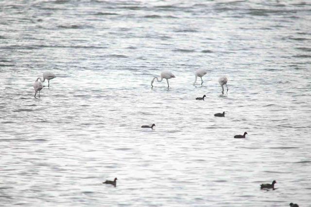 Flamingolar Van G&ouml;l&uuml; Havzası&rsquo;na geri d&ouml;nd&uuml; 8