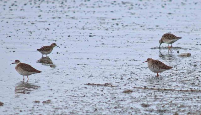 Flamingolar Van G&ouml;l&uuml; Havzası&rsquo;na geri d&ouml;nd&uuml; 6