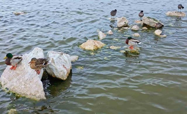 Flamingolar Van G&ouml;l&uuml; Havzası&rsquo;na geri d&ouml;nd&uuml; 5