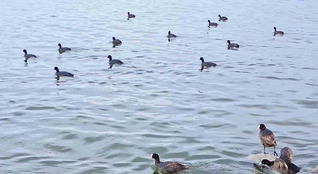 Flamingolar Van G&ouml;l&uuml; Havzası&rsquo;na geri d&ouml;nd&uuml; 4