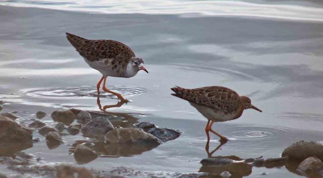 Flamingolar Van G&ouml;l&uuml; Havzası&rsquo;na geri d&ouml;nd&uuml; 3