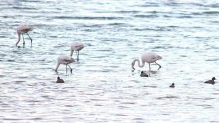 Flamingolar Van Gölü Havzası’na geri döndü