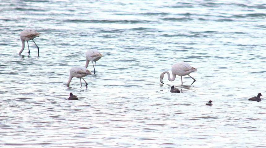 Flamingolar Van G&ouml;l&uuml; Havzası&rsquo;na geri d&ouml;nd&uuml;