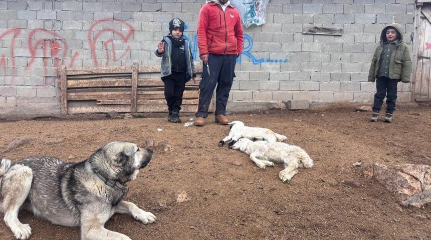 Kuzular belirti g&ouml;stermeden bir anda telef oluyor