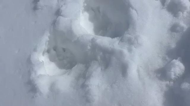 G&uuml;m&uuml;şhane&rsquo;de akılalmaz olay: Ayılar bu kez kapıdan değil pencereden girdi 6