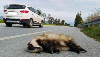 Aracın &ccedil;arptığı porsuk telef oldu