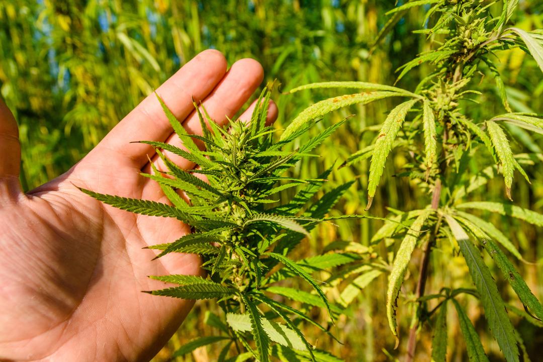 Kenevir &uuml;retiminde yeni d&ouml;nem! Kota sistemiyle y&uuml;r&uuml;t&uuml;lecek 1