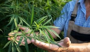 Kenevir &uuml;retiminde yeni d&ouml;nem! Kota sistemiyle y&uuml;r&uuml;t&uuml;lecek