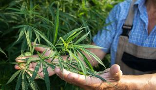 Kenevir &uuml;retiminde yeni d&ouml;nem! Kota sistemiyle y&uuml;r&uuml;t&uuml;lecek