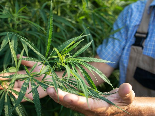 Kenevir &uuml;retiminde yeni d&ouml;nem! Kota sistemiyle y&uuml;r&uuml;t&uuml;lecek