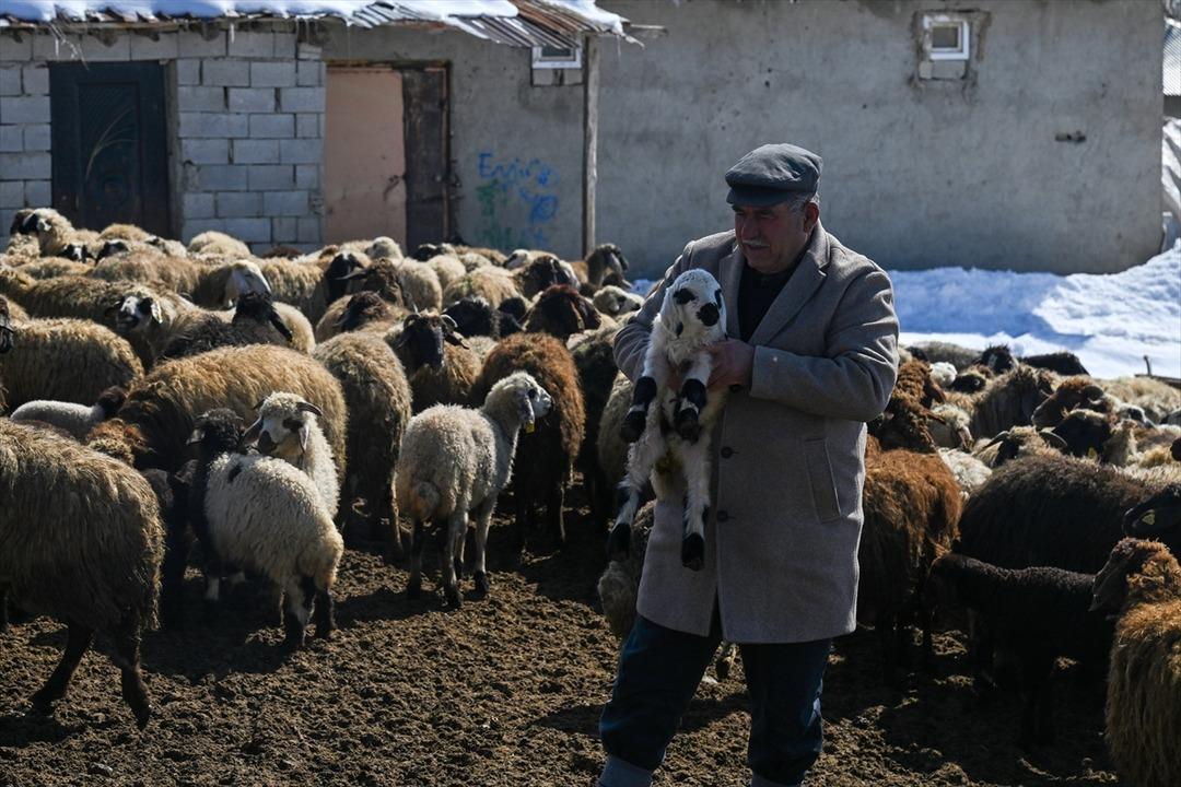 3 yıl &ouml;nce 100 tane aldı şimdi 300 oldu  Sermayem yoktu, b&uuml;y&uuml;k faydasını g&ouml;rd&uuml;m  1