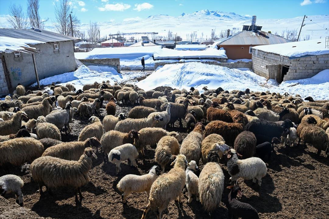 3 yıl &ouml;nce 100 tane aldı şimdi 300 oldu  Sermayem yoktu, b&uuml;y&uuml;k faydasını g&ouml;rd&uuml;m  2
