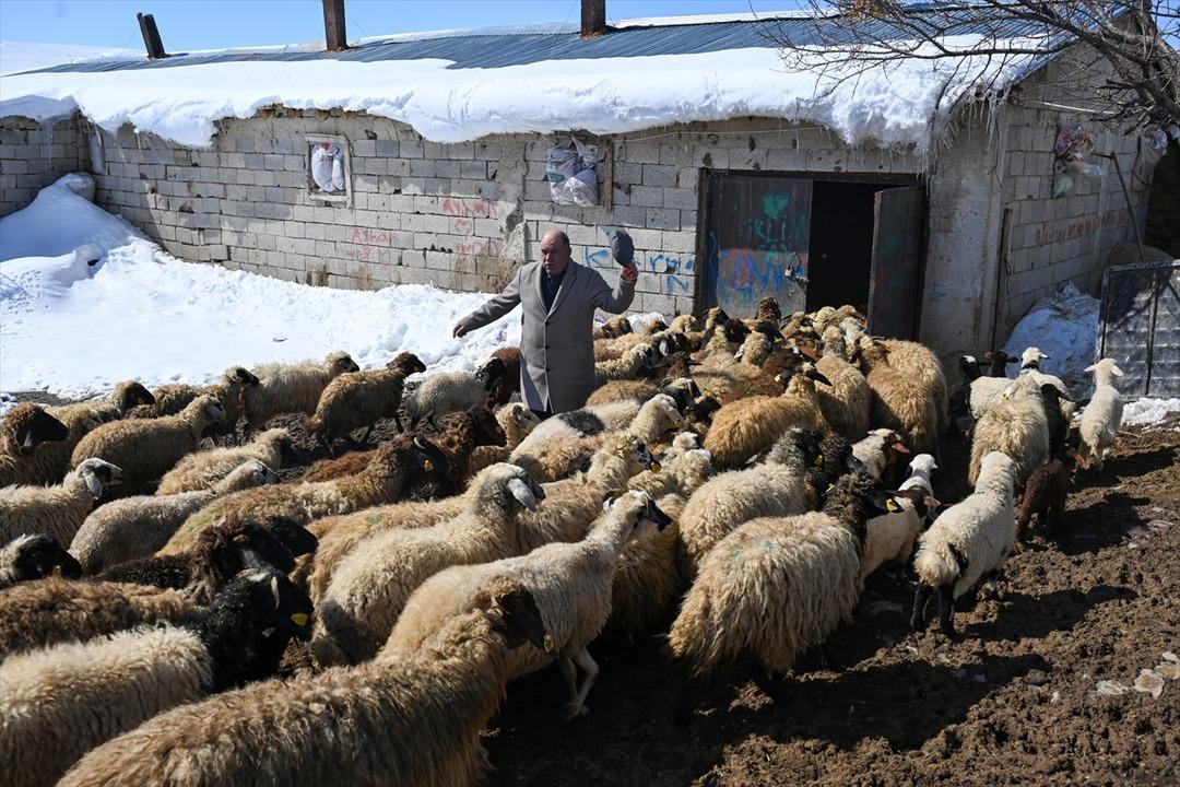 3 yıl &ouml;nce 100 tane aldı şimdi 300 oldu  Sermayem yoktu, b&uuml;y&uuml;k faydasını g&ouml;rd&uuml;m  3