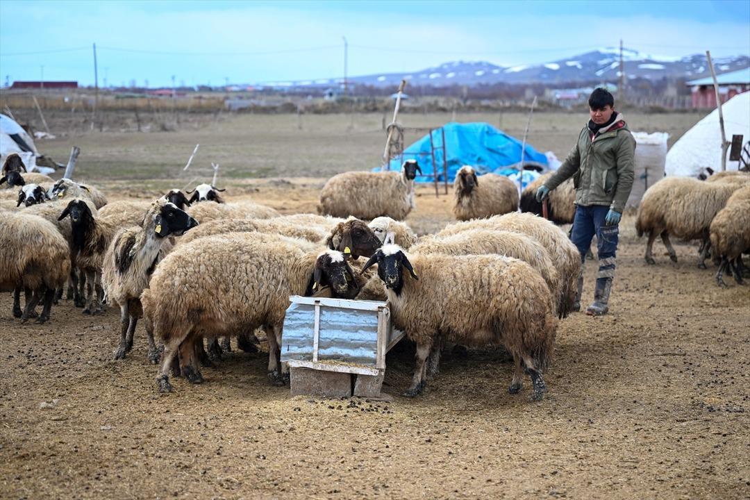 3 yıl &ouml;nce 100 tane aldı şimdi 300 oldu  Sermayem yoktu, b&uuml;y&uuml;k faydasını g&ouml;rd&uuml;m  4