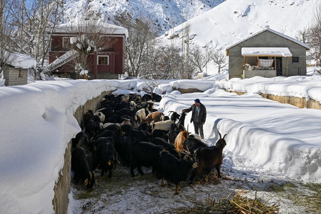 3 yıl &ouml;nce 100 tane aldı şimdi 300 oldu  Sermayem yoktu, b&uuml;y&uuml;k faydasını g&ouml;rd&uuml;m  5