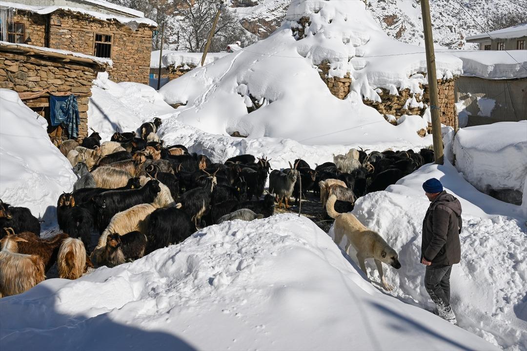 3 yıl &ouml;nce 100 tane aldı şimdi 300 oldu  Sermayem yoktu, b&uuml;y&uuml;k faydasını g&ouml;rd&uuml;m  6