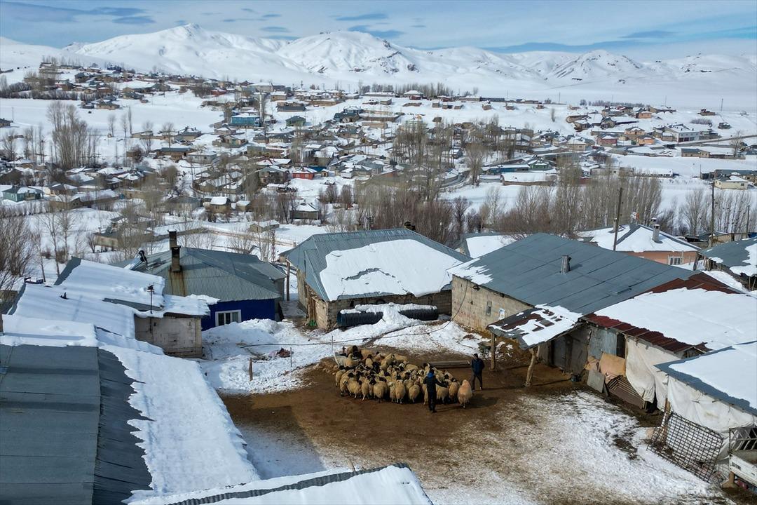 3 yıl &ouml;nce 100 tane aldı şimdi 300 oldu  Sermayem yoktu, b&uuml;y&uuml;k faydasını g&ouml;rd&uuml;m  7