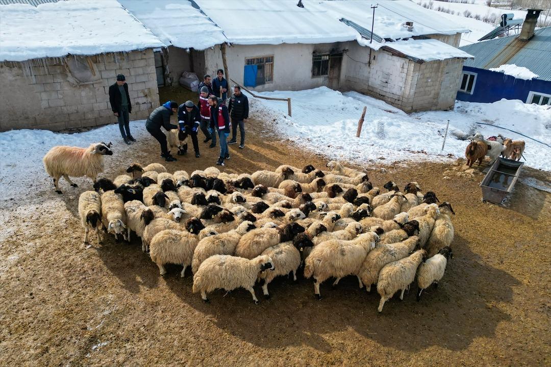 3 yıl &ouml;nce 100 tane aldı şimdi 300 oldu  Sermayem yoktu, b&uuml;y&uuml;k faydasını g&ouml;rd&uuml;m  8