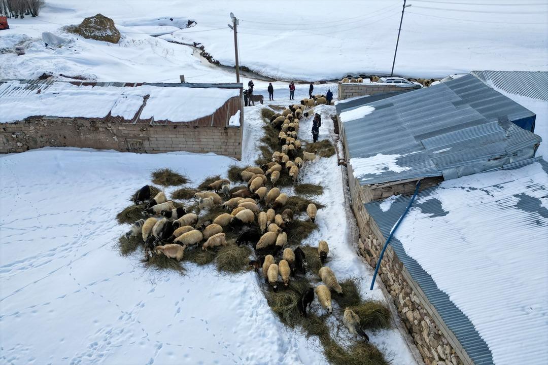 3 yıl &ouml;nce 100 tane aldı şimdi 300 oldu  Sermayem yoktu, b&uuml;y&uuml;k faydasını g&ouml;rd&uuml;m  9