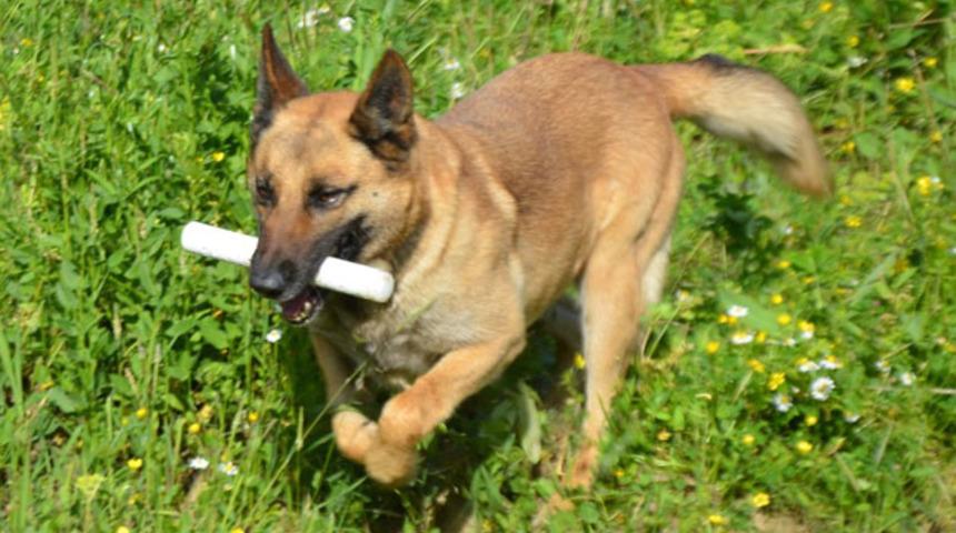 Narkotik k&ouml;peği 'Mişa' Nazilli'ye atandı