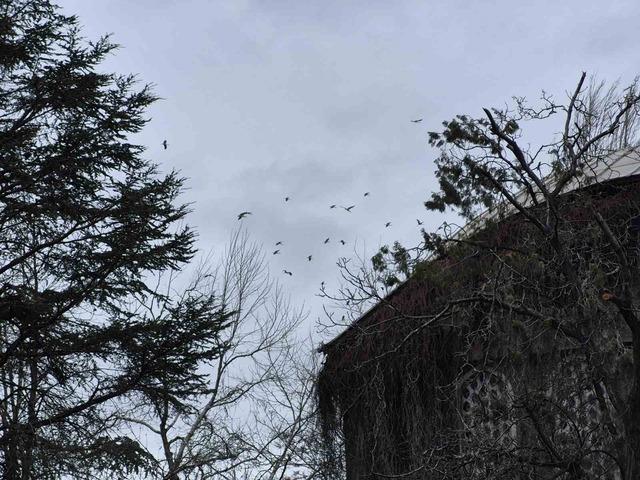 Leyleklerin g&ouml;ky&uuml;z&uuml;ndeki dansı g&ouml;rsel ş&ouml;len oluşturdu 2