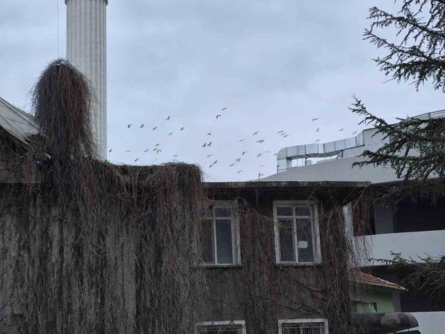 Leyleklerin g&ouml;ky&uuml;z&uuml;ndeki dansı g&ouml;rsel ş&ouml;len oluşturdu 1