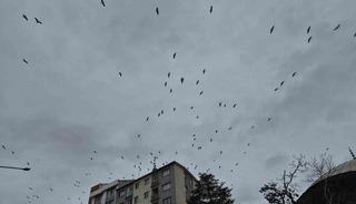 Leyleklerin g&ouml;ky&uuml;z&uuml;ndeki dansı g&ouml;rsel ş&ouml;len oluşturdu