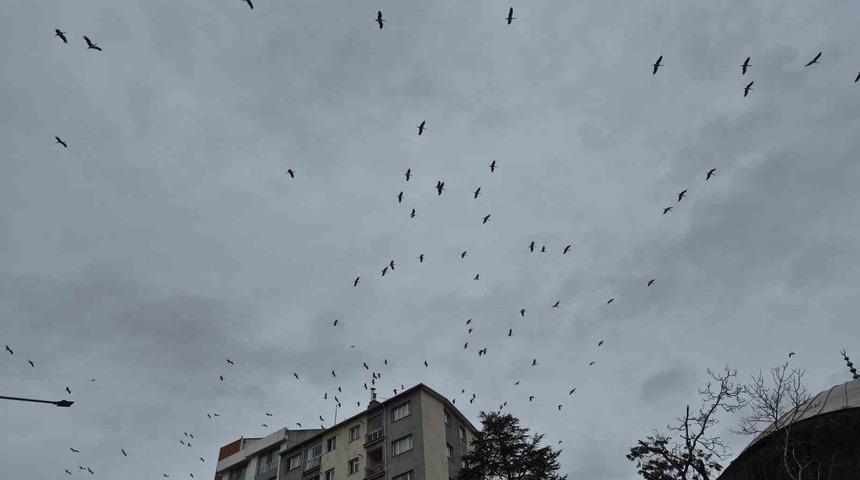 Leyleklerin g&ouml;ky&uuml;z&uuml;ndeki dansı g&ouml;rsel ş&ouml;len oluşturdu