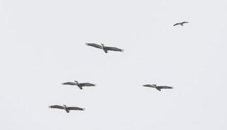 D&uuml;nyanın u&ccedil;an en ağır kuşlarından! Iğdır'da g&ouml;r&uuml;ld&uuml;