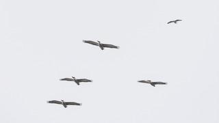 Dünyanın uçabilen en ağır kuşlarından! Iğdır'da tepeli pelikan görüntülendi