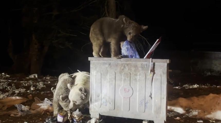 Uludağ&rsquo;da kış uykusundan uyanan ayı ailesi, yiyecek ararken g&ouml;r&uuml;nt&uuml;lendi